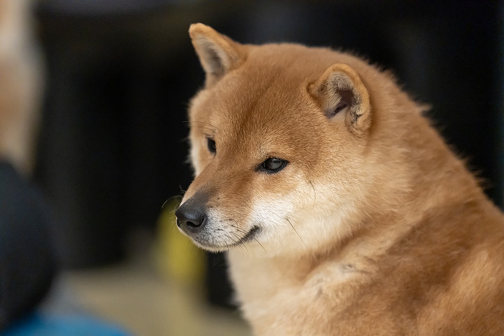 ����׼����λ������ﾭ�����Է�չ