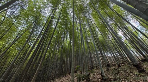 ��С�����ֵ�ȫ���г����й���������ܡ�������ɫ��ҵ��չ