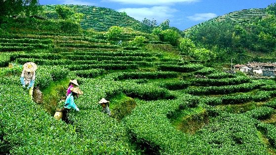 联合国粮农组织认定中国三项全球重要农业文化遗产