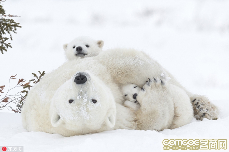 北极熊妈妈小睡遭熊孩子扰梦 宠溺搂入怀中暖化了