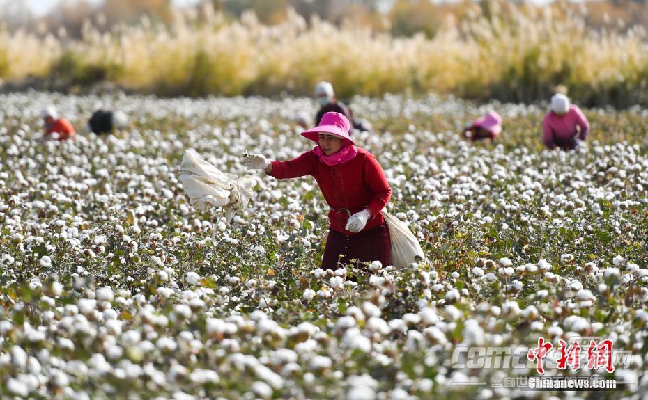 新疆3700万亩棉花迎来采收最忙时节