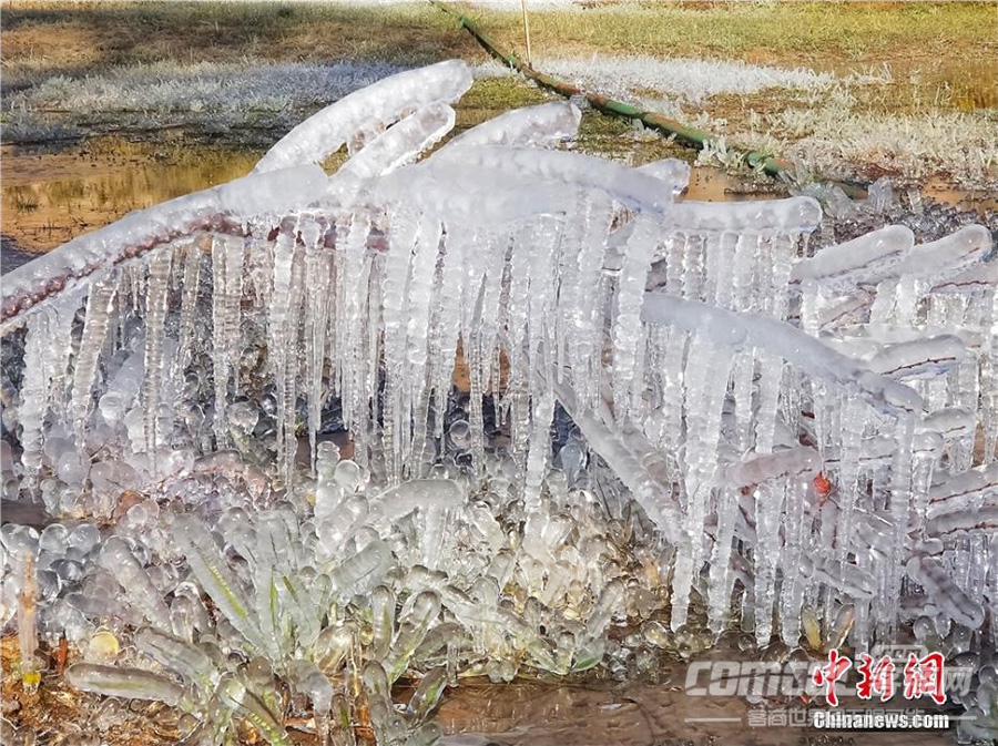 甘肃肃南现冰挂景观 树木“冰封”宛如玉树琼花