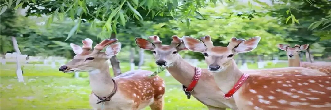 ¹�Ӷ����� ���������