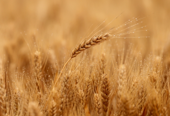 Īɣ�ȿ˼ӿ췢չ����ũҵ